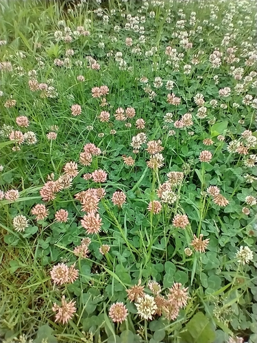 シロツメクサ（Trifolium repens）の花